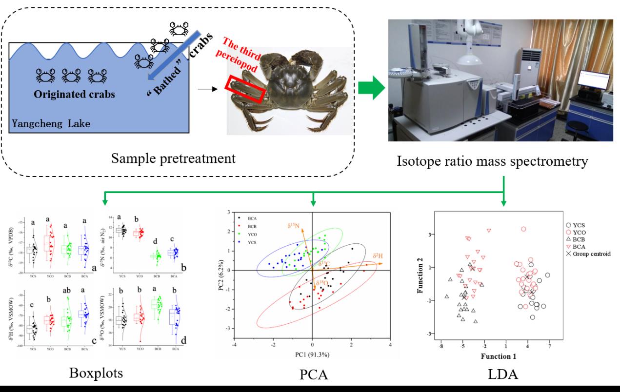 阳澄湖原产蟹和湖区“超级洗澡”蟹第三步足的稳定同位素“指纹”动态差异