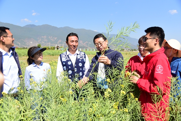 中国农业大学师生在油菜花田间与当地村民交流植株发育情况。刘铮 摄