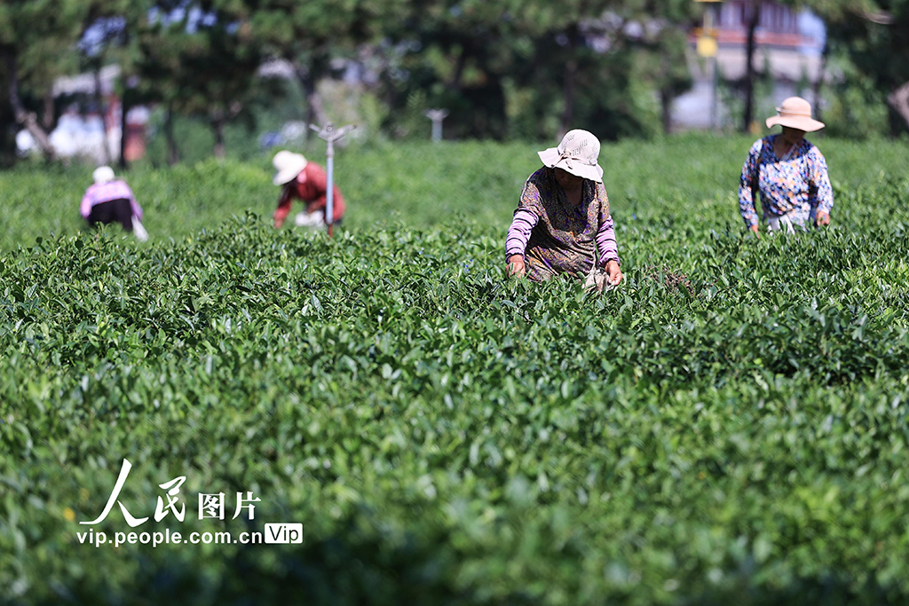 江苏连云港：采摘秋茶