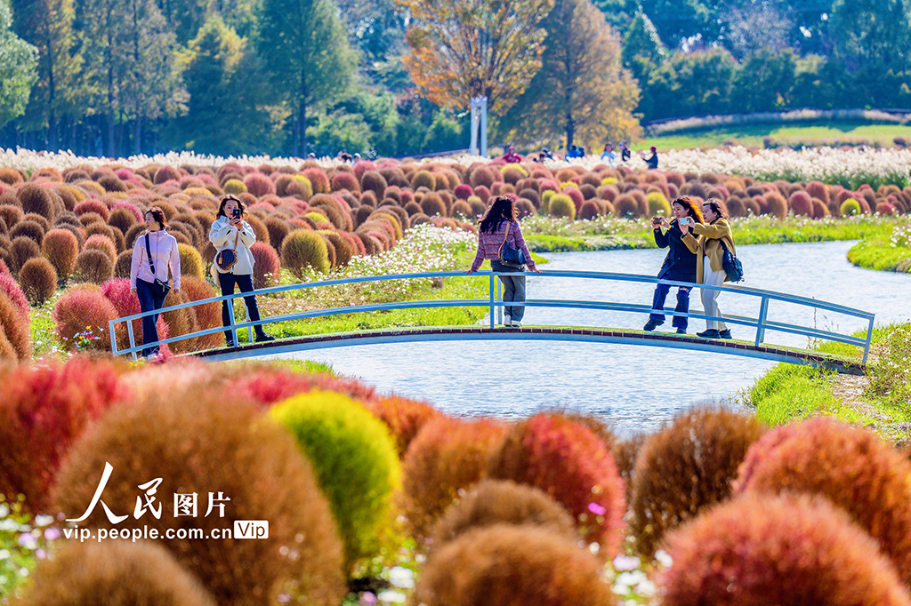 上海：五彩地肤草迎客来