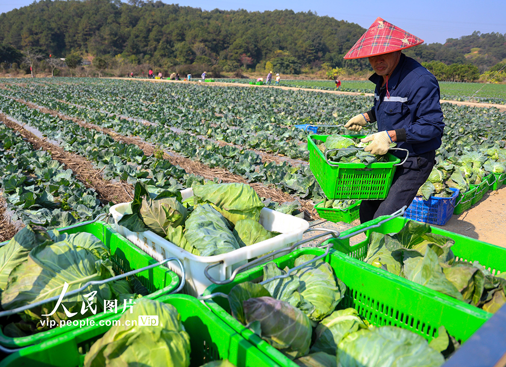 广西梧州：冬菜丰收采摘忙