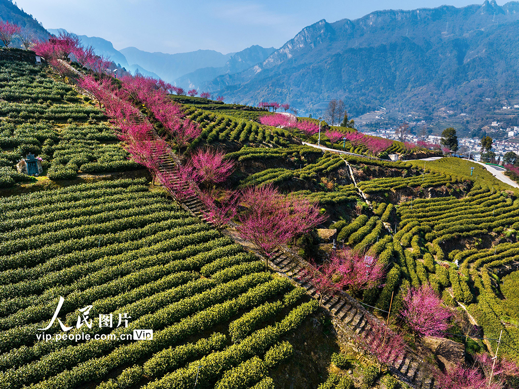 湖北秭归：茶园里梅花开