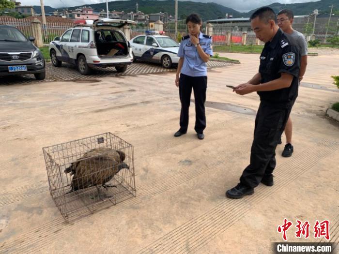 图为民警救助细嘴兀鹫。　余泽 摄