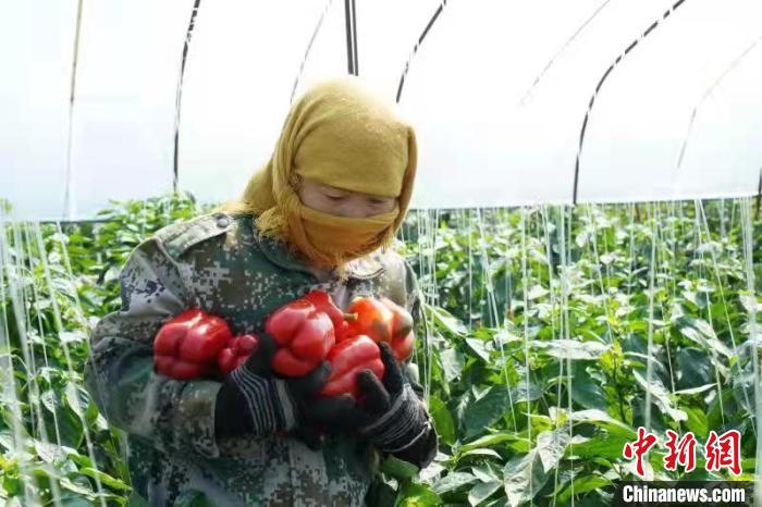 山西寿阳：特色彩椒种植鼓起农民“钱袋子”